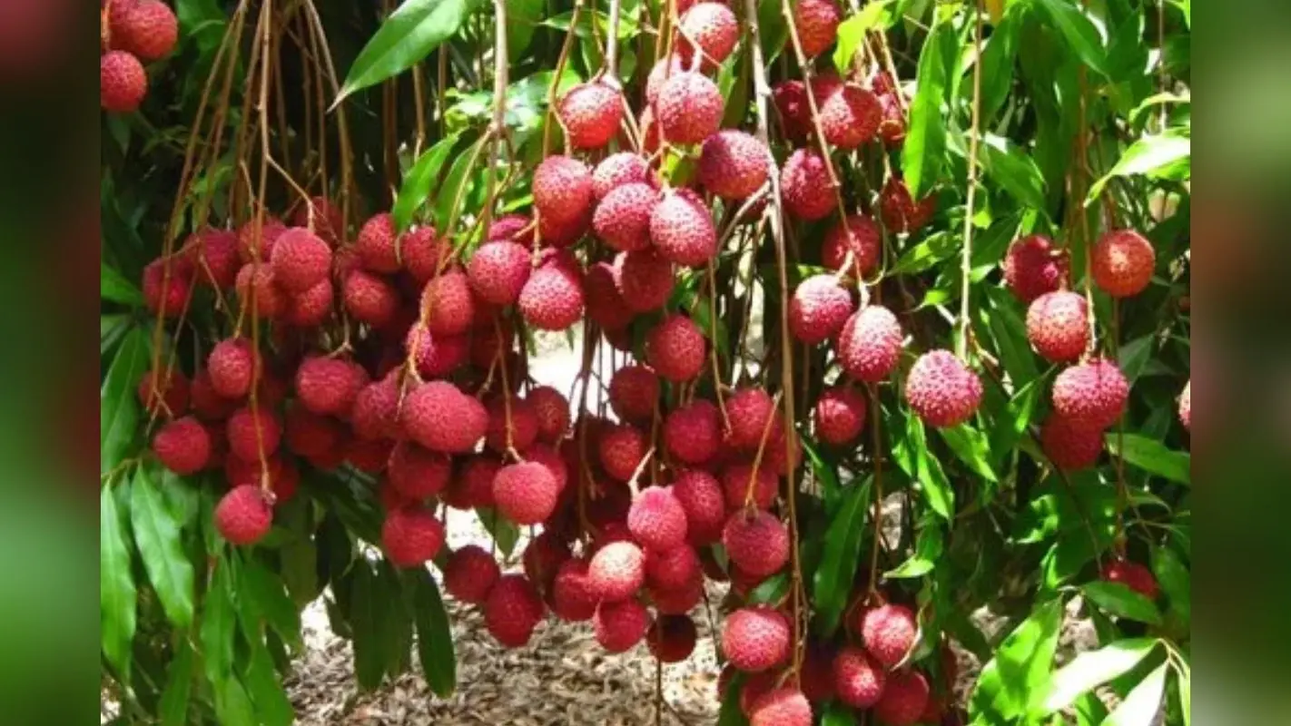 Muzaffarpur Shahi Litchi: दुनिया में मशहूर शाही लीची को मिली खास पहचान, GI टैग के बाद जारी हुआ डाक टिकट