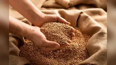 Wheat Stock Limit: गेहूं के जमाखोरों पर सरकार का प्रहार, स्टॉक सीमा मार्च 2026 तक बढ़ाई
