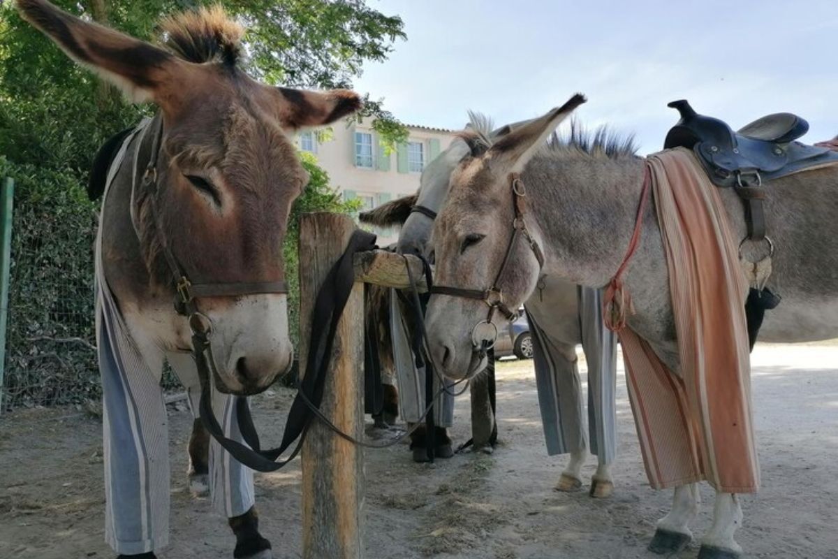 China Donkey