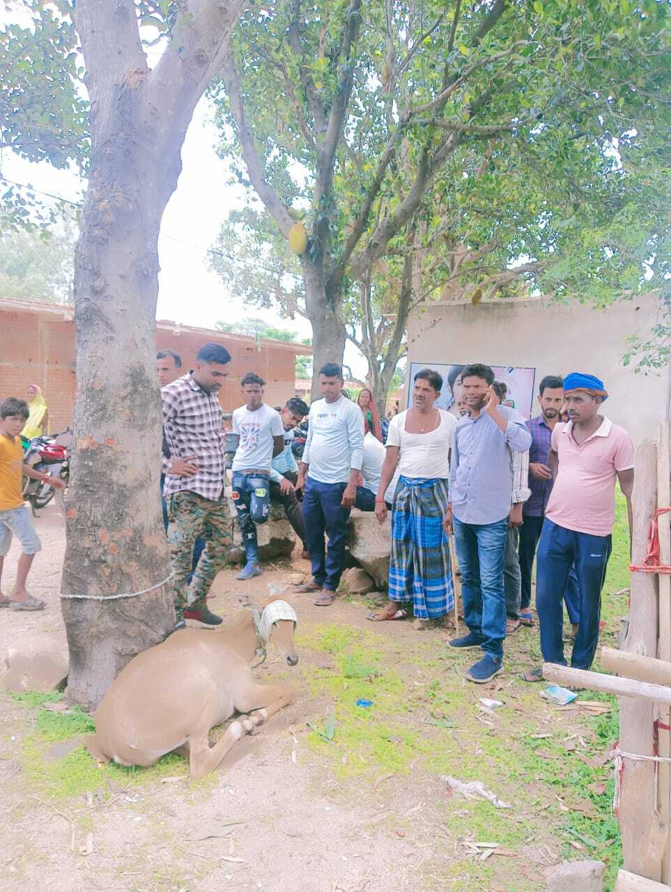 Giridih News: नीलगाय पहुंची बदवारा, वन विभाग ने सुरक्षित जंगल में छोड़ा