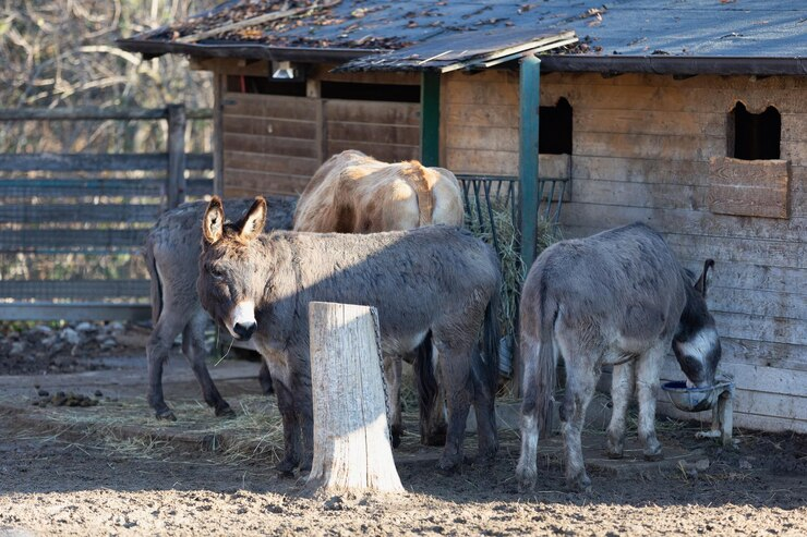 Donkey