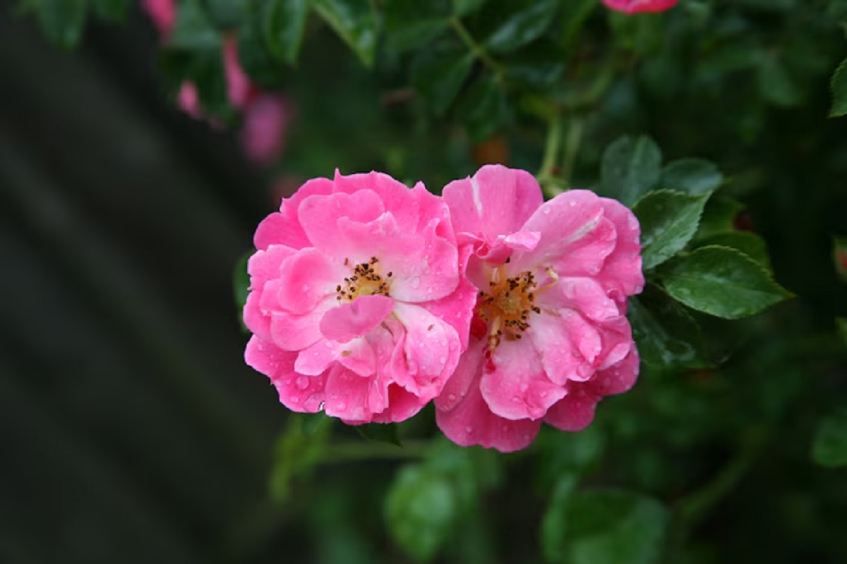 rose2