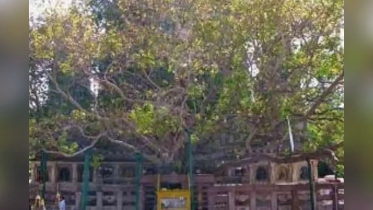विश्वभर में मशहूर है यह वृक्ष, साइंटिस्टों की टीम करती है देखभाल