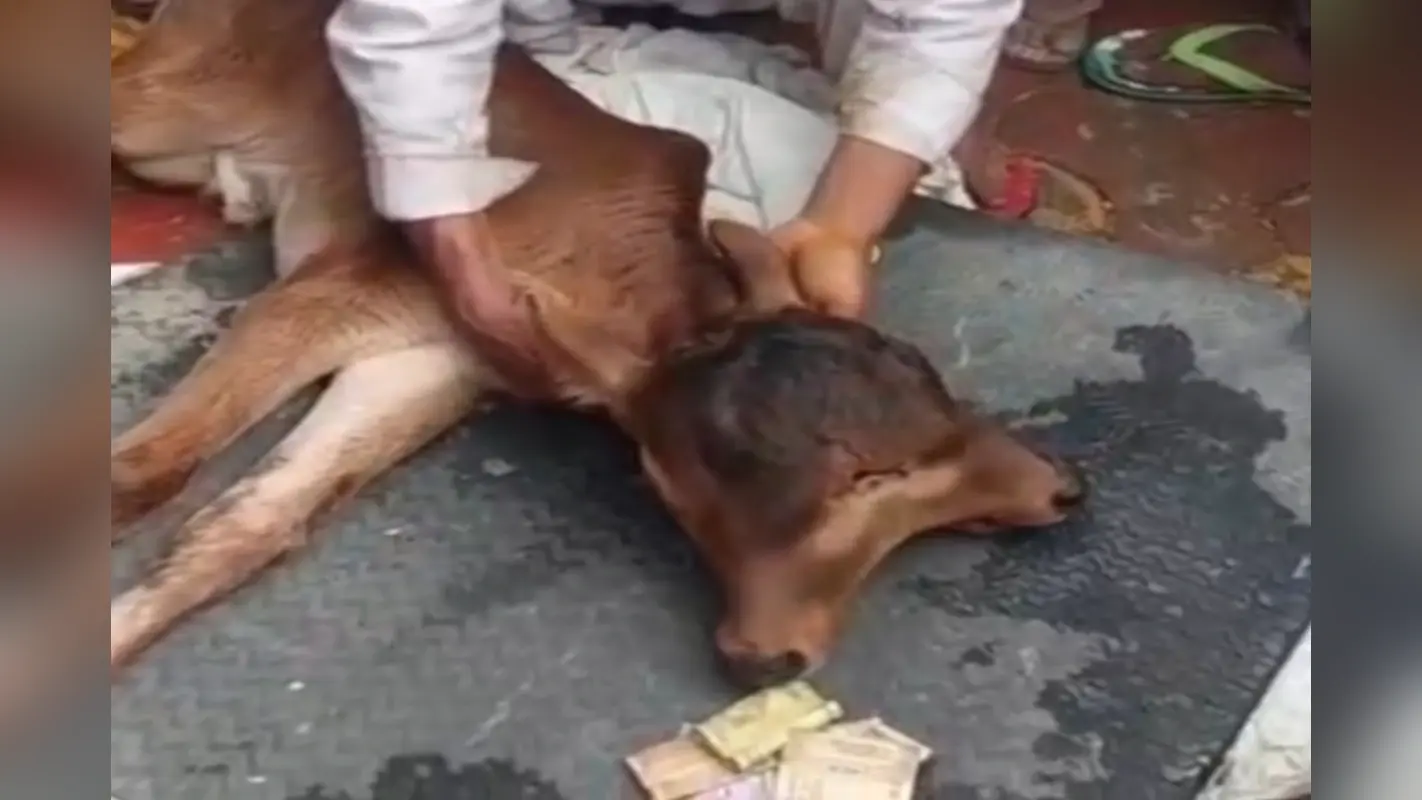 बागपत में जन्मा चमत्कारी बछड़ा: दो मुंह और तीन आंखें, देखने उमड़ी भीड़, फूल-माला और पैसे चढ़ाए गए