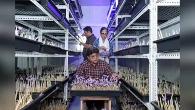 देखिए कैसे इंदौर के अनिल जायसवाल ने कमरे में केसर उगाकर कमाए 8 लाख रुपये – बिना खेत, बिना मिट्टी!