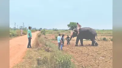 झारखंड में डिवाइस ट्रायल के दौरान हाथी बेकाबू, तीन घंटे तक मचा हड़कंप, आरई कॉलोनी में अफरा-तफरी