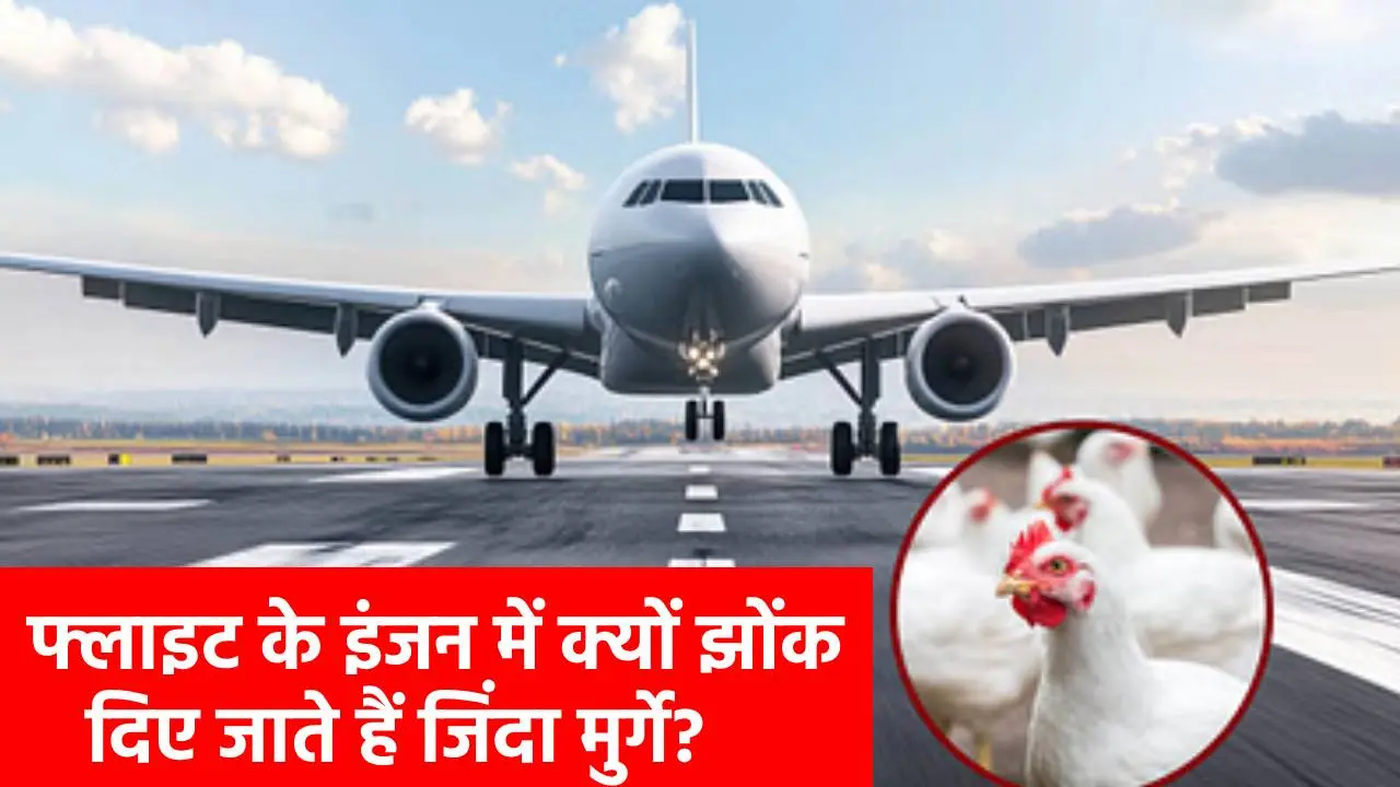 आधा भारत नहीं जानता उड़ान से पहले हवाई जहाज के इंजन को दी जाती है जिंदा मुर्गे की कुर्बानी! चौंका देगा यह वैज्ञानिक रहस्य