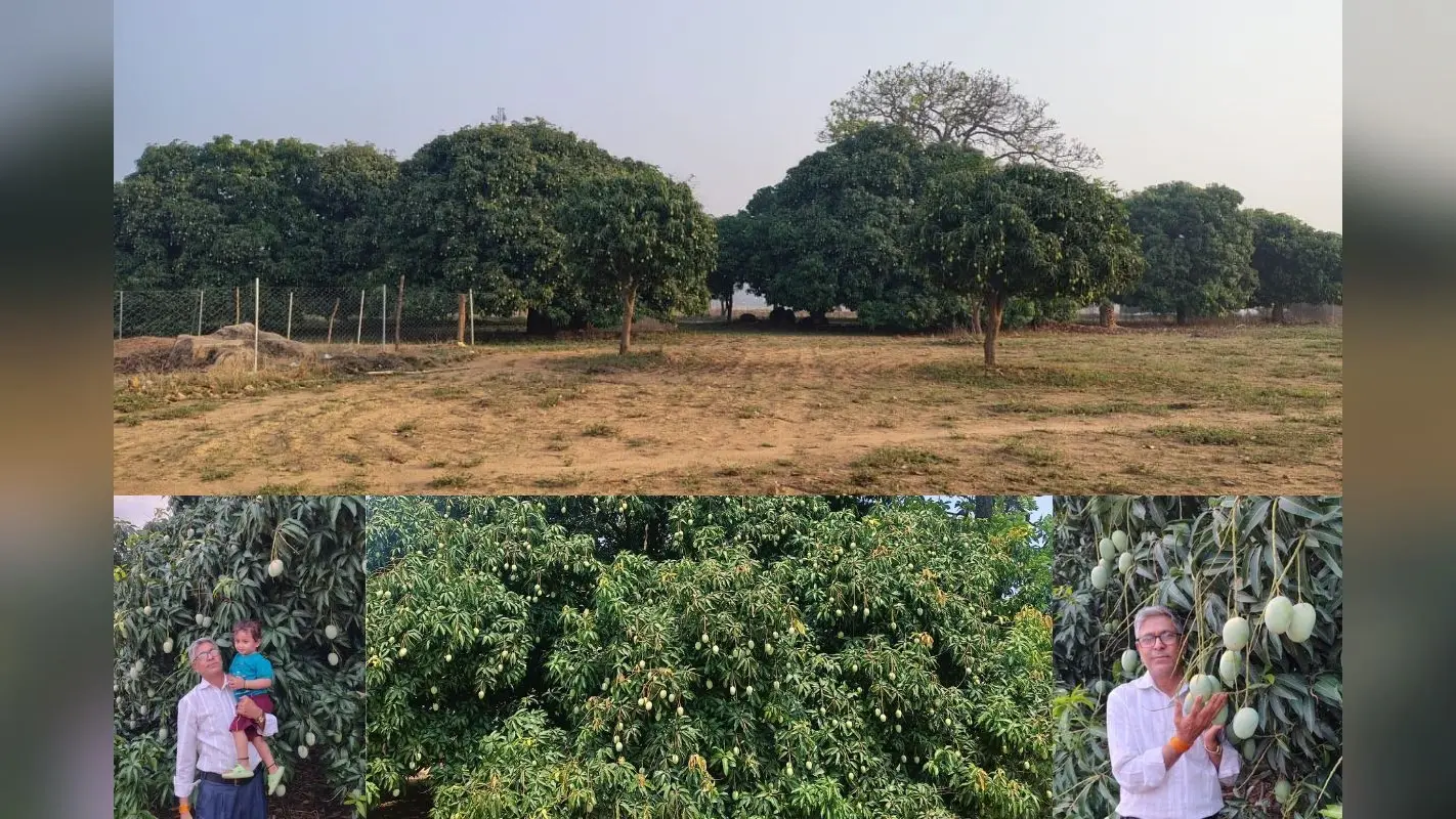 Mango Production: बंजर जमीन उगल रही ‘सोना’, दिल्ली-बेंगलुरु में है इस खास आम की डिमांड, स्वाद ऐसा कि जी ललचाए रहा ना जाए