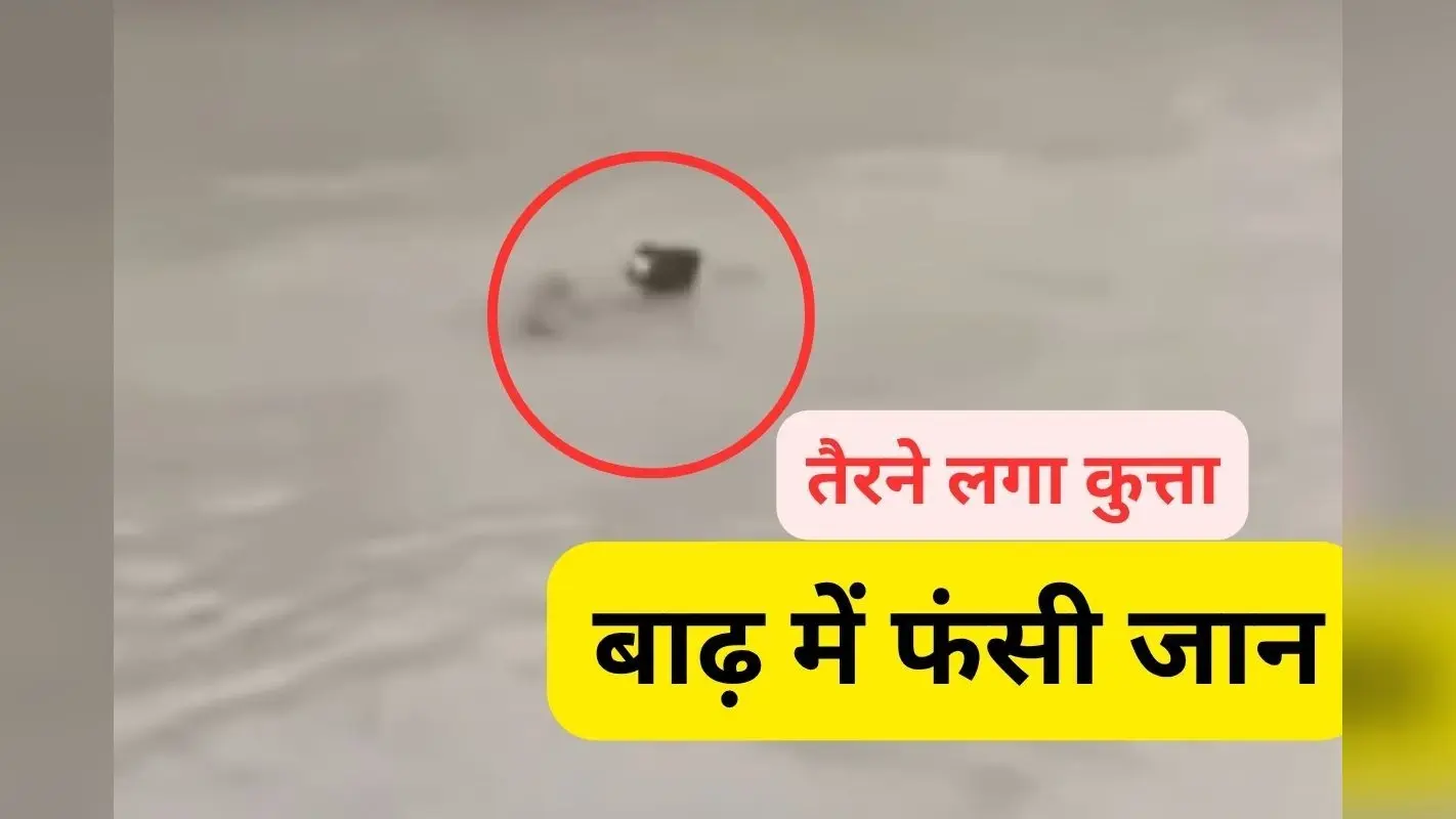 Watch Video : मणिपुर में बाढ़ से बचने के लिए पानी में तैरने लगा कुत्ता, दिल छू लेगा ये वीडियो