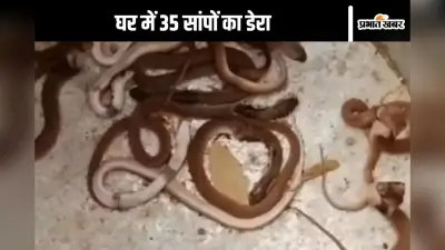 Viral Video : 1 या 2 नहीं, नाग-नागिन के साथ घर से निकले 35 सांप, वीडियो देखकर खड़े हो जाएंगे रोंगटे