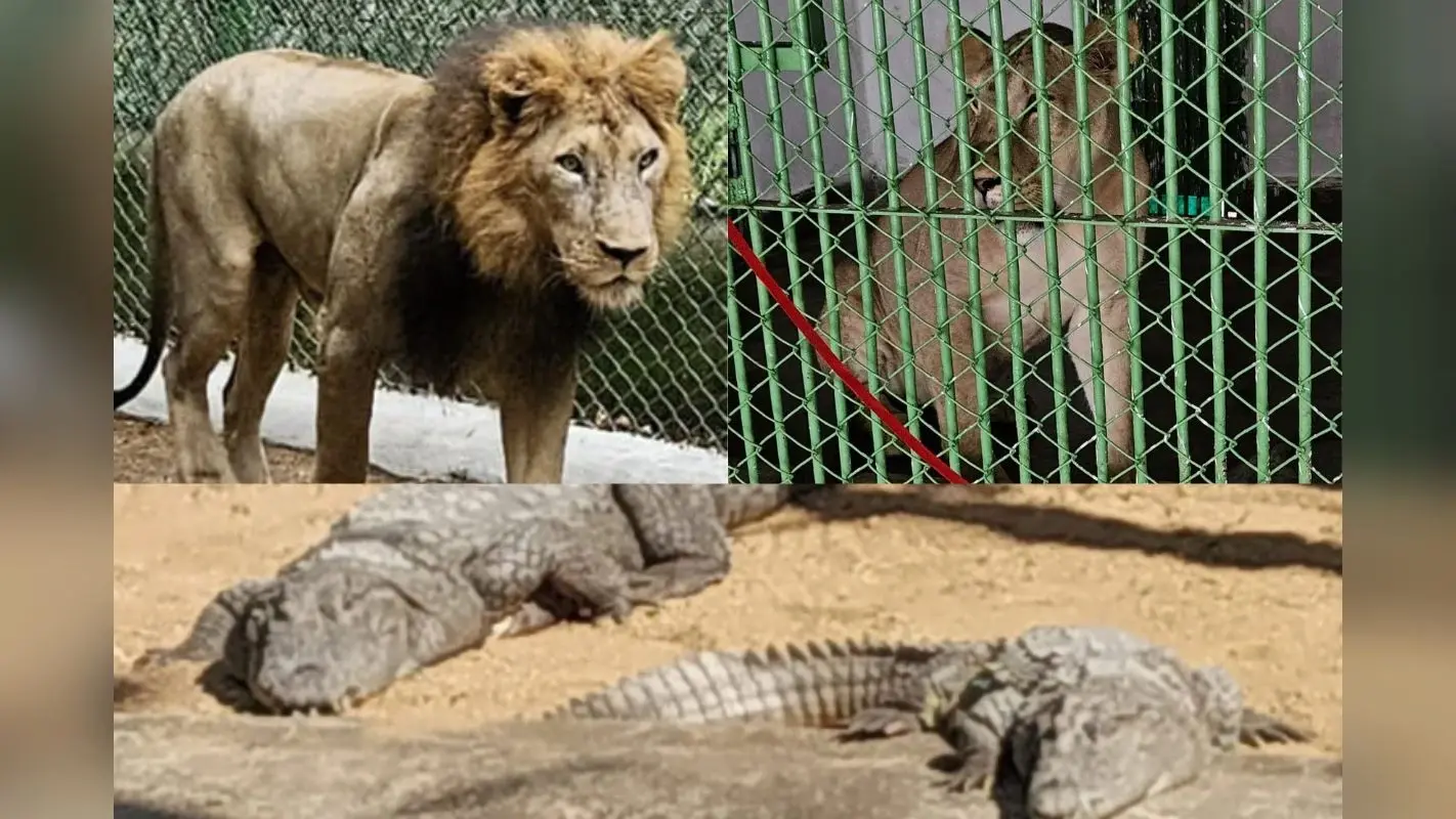 Ormanjhi Zoo Ranchi New Guests: भगवान बिरसा जैविक उद्यान में आए दो जोड़े नए मेहमान, ‘अभय’ और ‘शबरी’ से बढ़ी रौनक