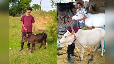 पीएम मोदी को देख हुए इतने प्रभावित कि दुनिया की सबसे छोटी गाय ले आए रांची, शेखावत अली का पुंगनूर प्रेम मोह लेगा मन