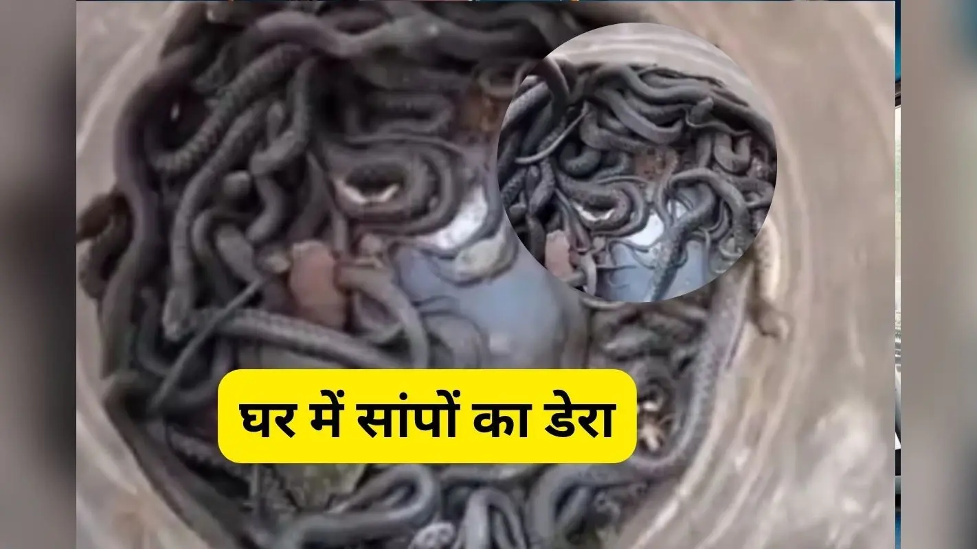 Viral Video : घर में ड्रम, ड्रम में 100 से ज्यादा जहरीले सांप, देखकर उड़ जाएंगे होश