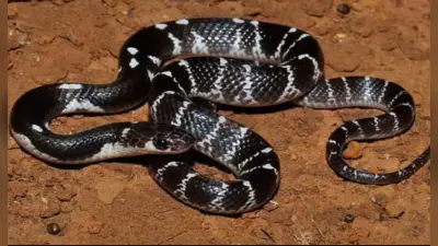 Snakes in Bihar: बिहार के इस टाइगर रिजर्व में पाए जाते हैं 45 प्रजाति के सांप, सबसे दुर्लभ है वन सुंदरी