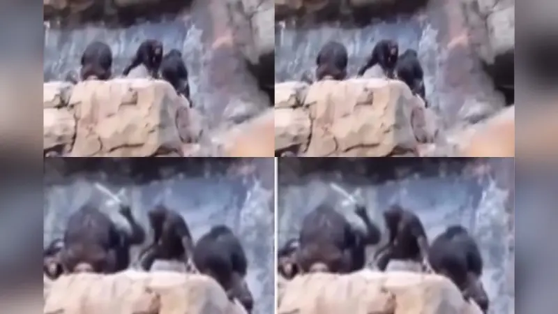 Viral Video: बेटे ने फेंका पत्थर तो मां चिंपांजी ने सिखाया सबक, दौड़ा-दौड़ाकर डंडे से पीटते हुए वीडियो वायरल