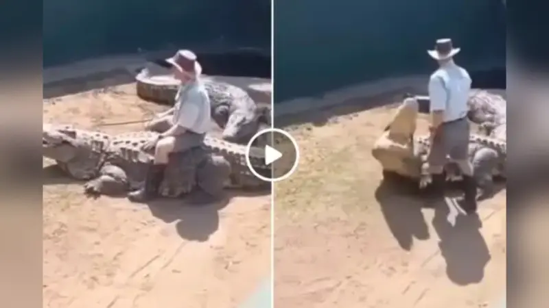 Viral Video: मगरमच्छ को ‘घोड़ा’ समझकर पीठ पर बैठा था शख्स, उतरते ही जानवर ने अटका दी सांसें!