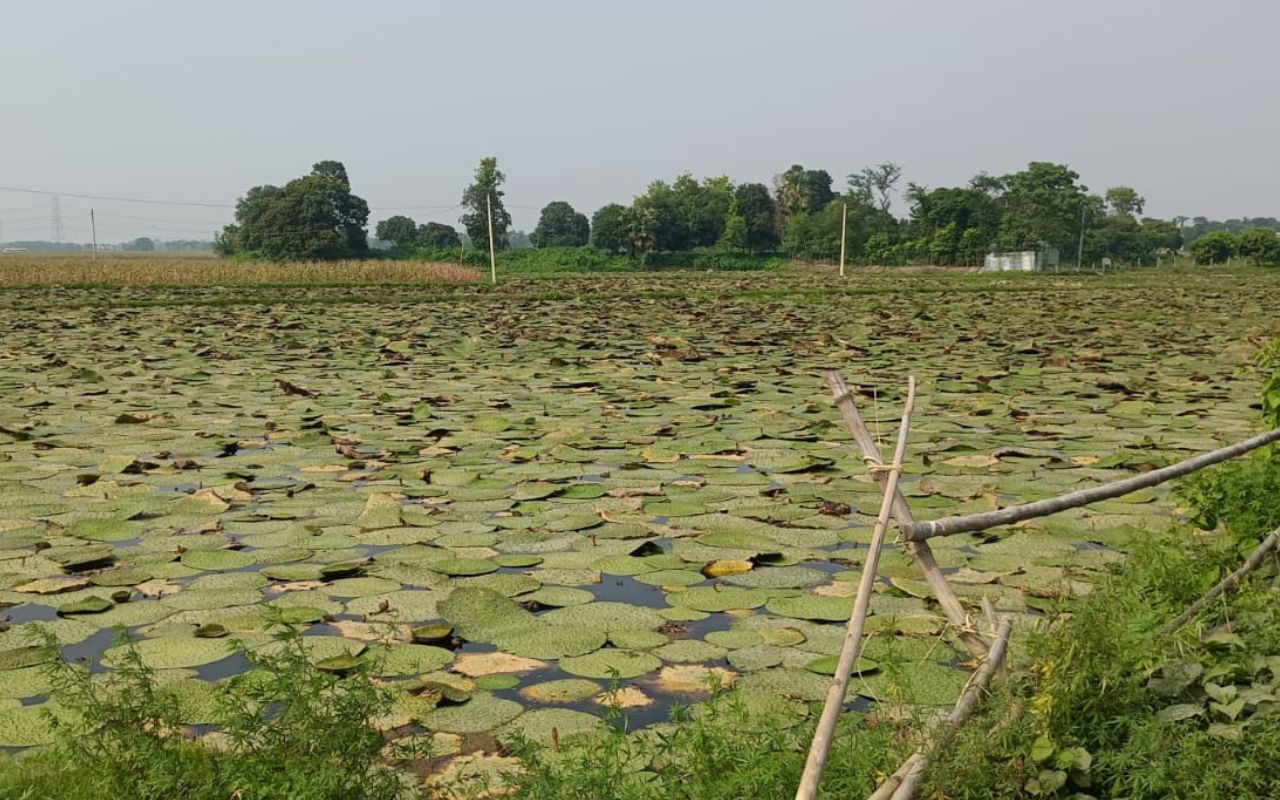 Bihar News: मधेपुरा के गड्ढेनुमा खेत अब उगल रहे सफेद सोना, मखाना की खेती का तेजी बढ़ रहा दायरा