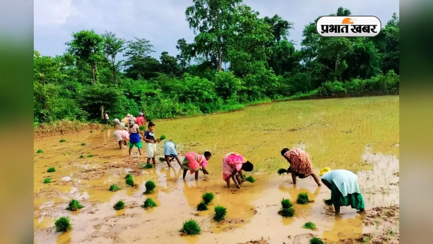भारी बारिश के बाद क्या करें झारखंड के किसान, कृषि विभाग ने तैयार किया वैकल्पिक प्लान