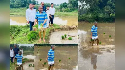 बाबूलाल मरांडी का किसान अवतार, पैतृक गांव में करते दिखे धनरोपनी