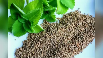 Health Tips: बरसात में करें अजवाइन पानी का सेवन, बचे रहेंगे संक्रमण से