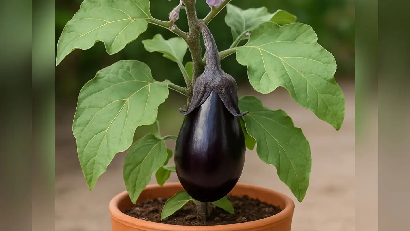 Brinjal Plant Gardening Tips: अब बाजार से नहीं घर में पाएं ताजे बैंगन, इन टिप्स से गमले में उगाएं