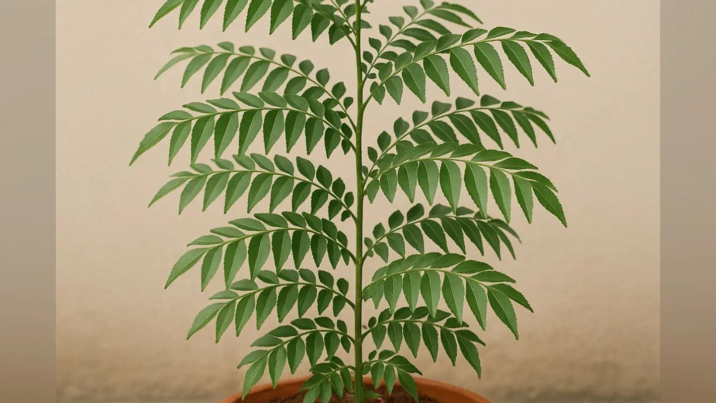 Curry Plant Gardening Tips: अब मार्केट से नहीं खरीदना पड़ेगा करी पत्ता, घर पर उगाएं इन टिप्स की मदद से