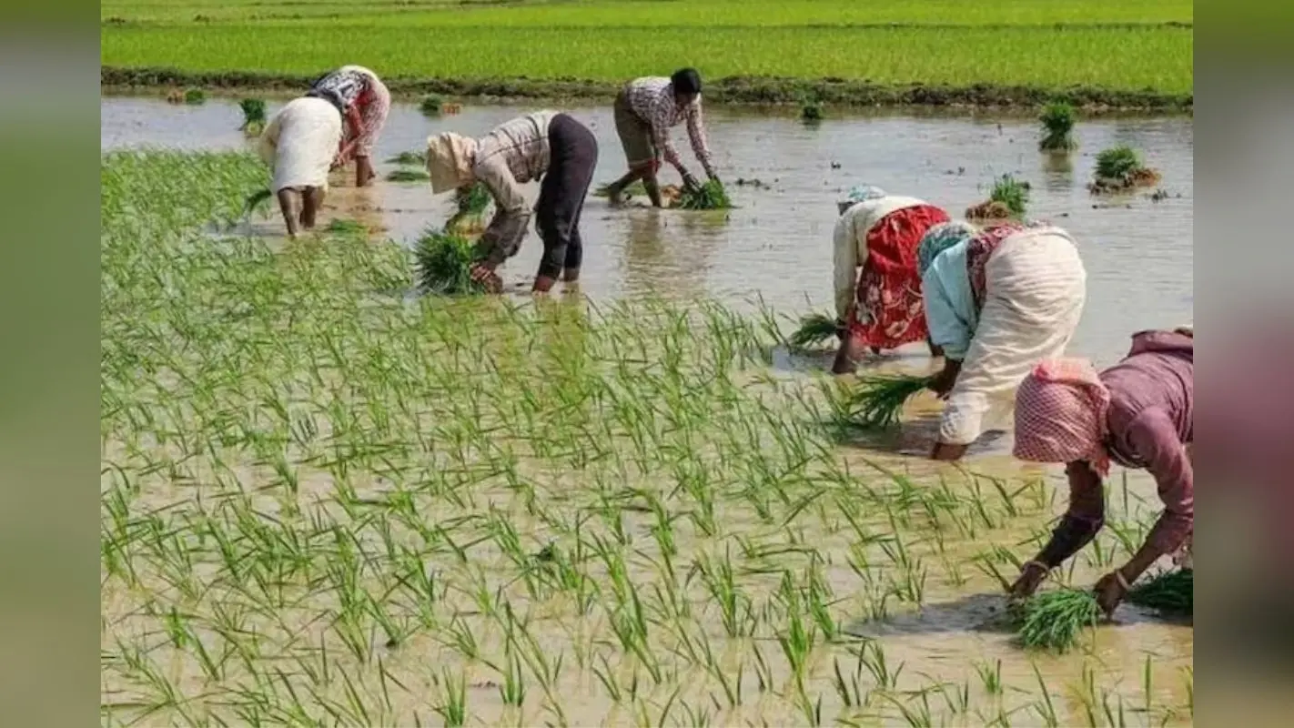 बिहार में 52 प्रतिशत कम हुई बारिश, प्रदेश के 17 जिलों में नहीं के बराबर धनरोपनी, किसानों की बढ़ी टेंशन
