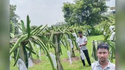 झारखंड के एक किसान की इस फल की खेती से बदल गयी किस्मत, अब लाखों में हो रही कमाई
