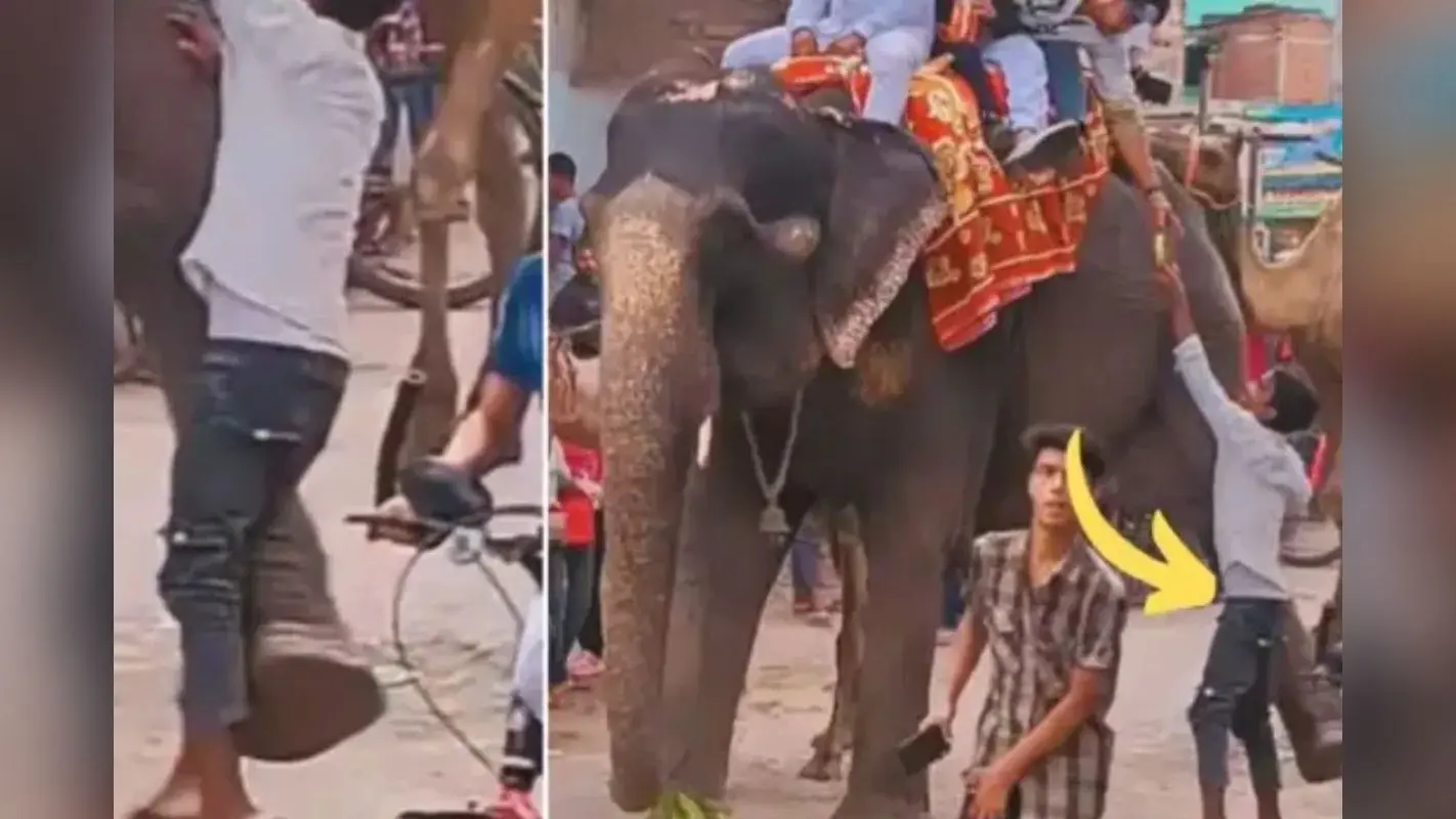 WATCH: गजराज ने लड़के को लगायी ऐसी लंघी, बीच बाजार हो गया चित, Viral Video