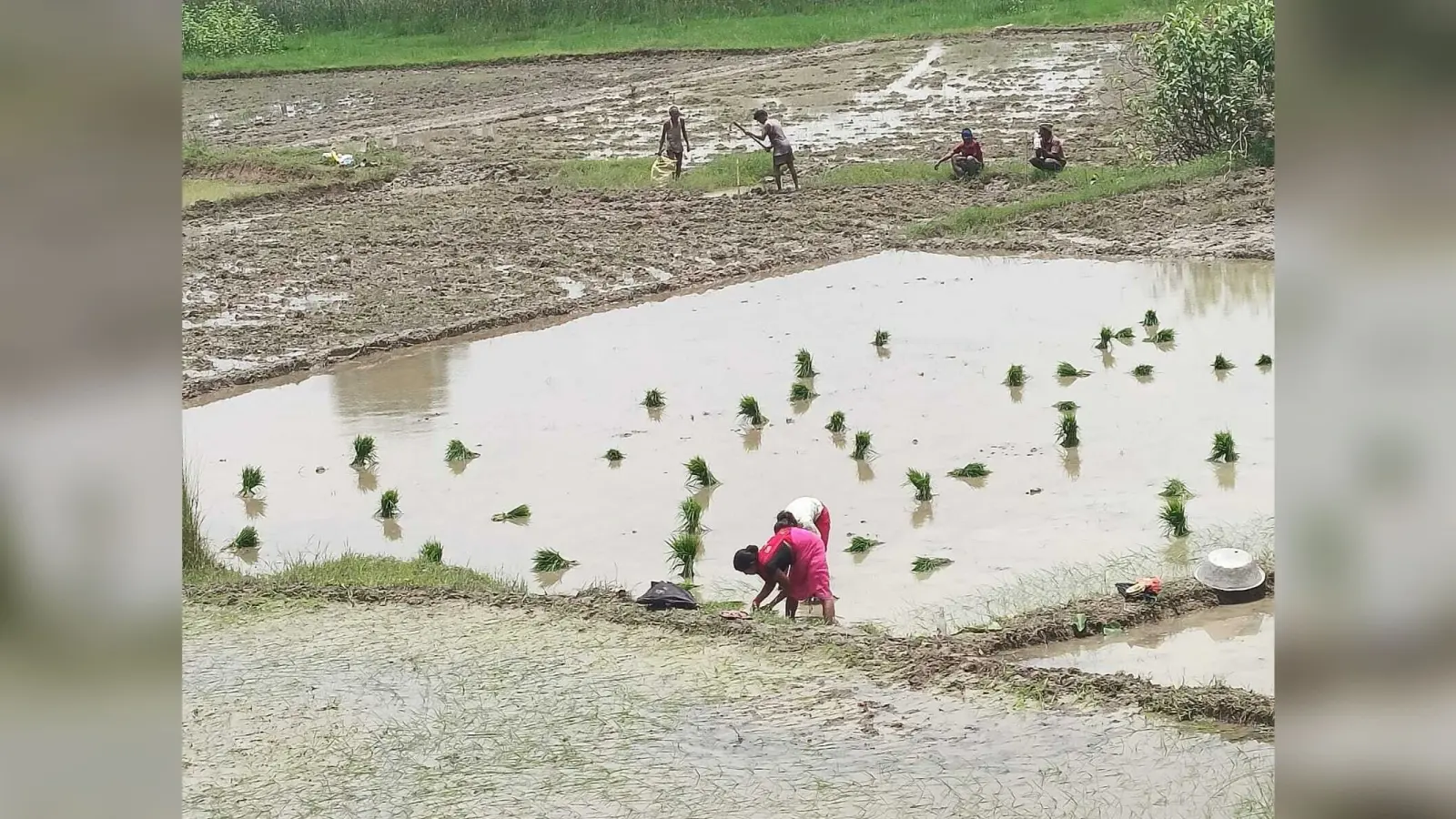 पिपरवार में धान की रोपनी शुरू