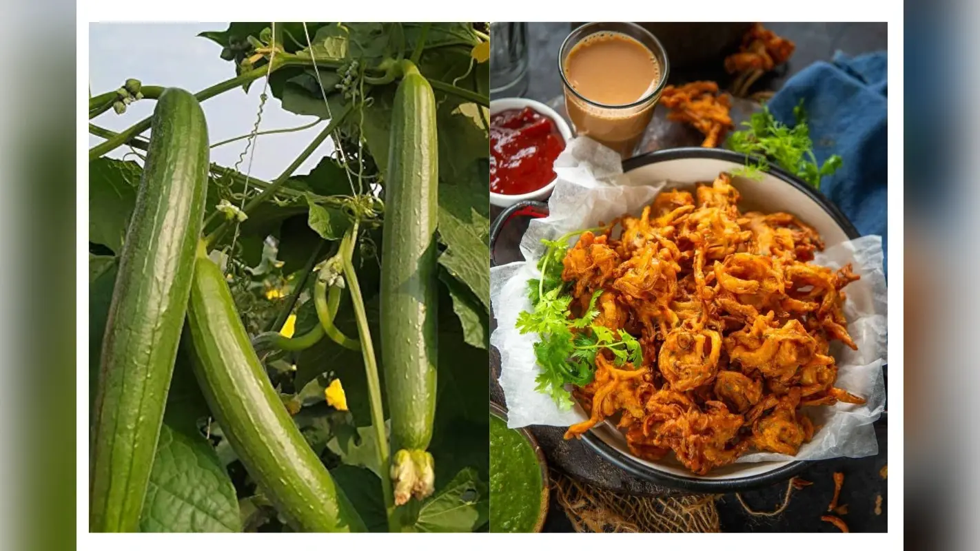 Turai Ke Pakode: बाहर से क्रंची और अंदर से सॉफ्ट झटपट बनाएं गिल्की के पकौड़े