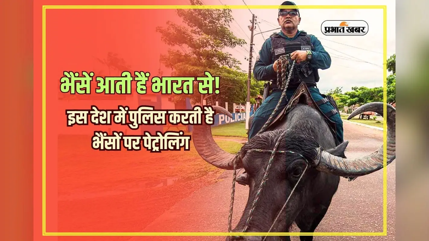 GK Questions: दुनिया का एक ऐसा देश, जहां भैंसों पर बैठकर पुलिस करती है पेट्रोलिंग; भारत से होती है सप्लाई