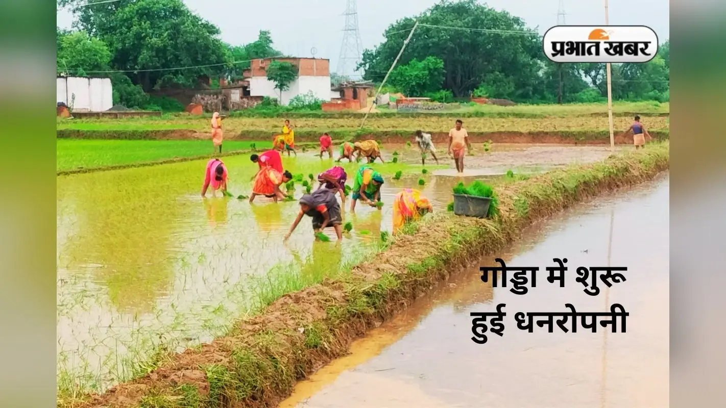 Godda Weather Today Rain: गोड्डा में 2 दिन की बारिश के बाद धनरोपनी में आयी तेजी, किसान बोले- मूसलाधार वर्षा जरूरी