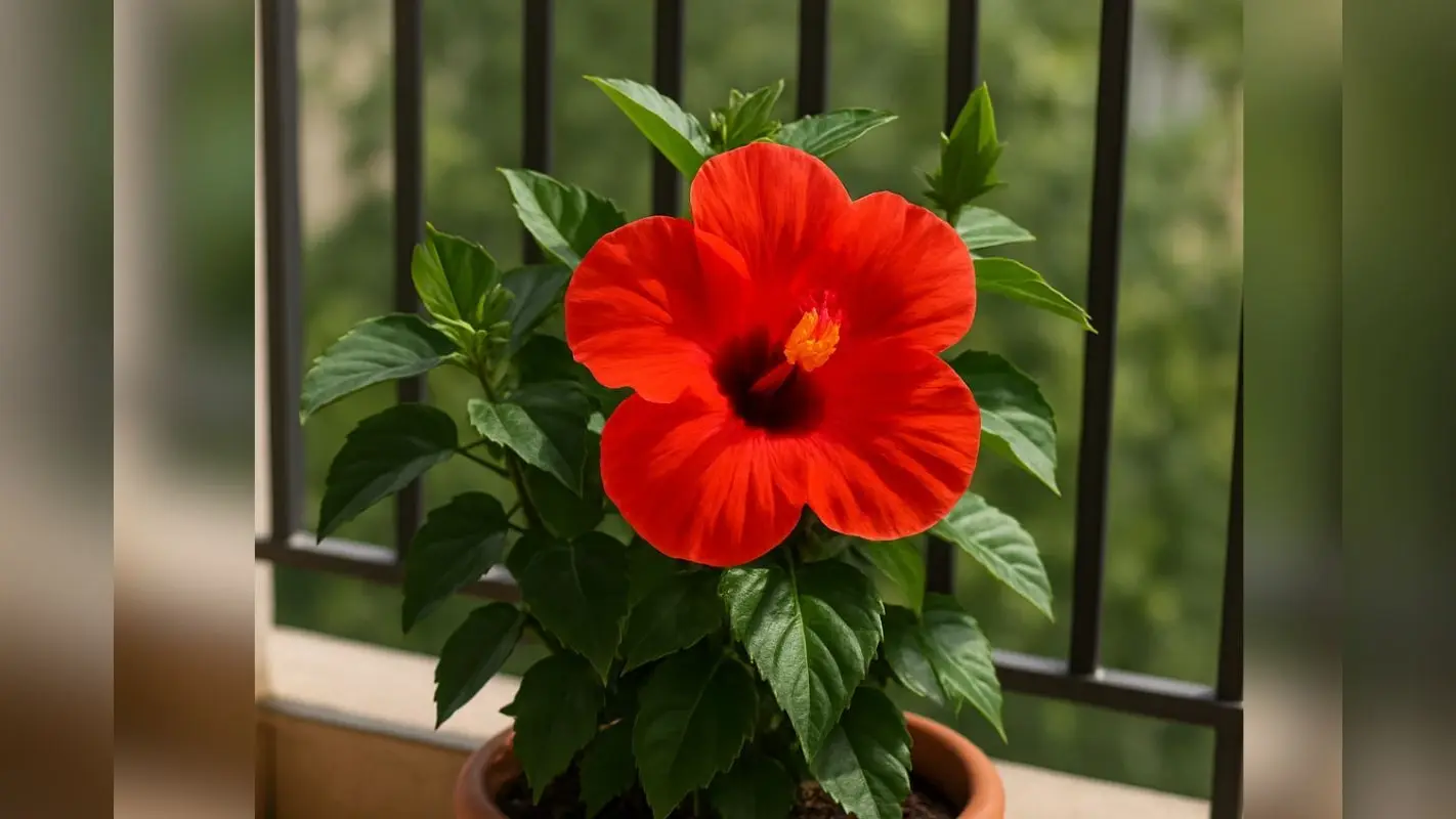 Hibiscus Plant Gardening Tips: फूलों से भर जाएगा गार्डन, इस तरीके से लगाएं गुड़हल का पौधा