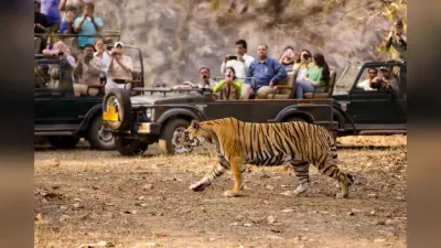 International Tiger Day: वीटीआर में इस वजह से बढ़ रही बाघों की संख्या, 15 सालों में 7 गुना हुआ इजाफा