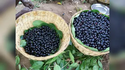 Ayurvedic remedies of diabetes: अपने आहार के जरिये शुगर कंट्रोल में रख सकते हैं डायबिटीज रोगी, जानिए कैसा होना चाहिए आपका खानपान