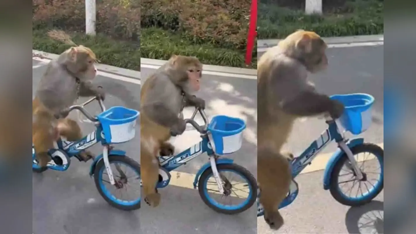 Viral Video : मैं निकला साइकिल ले के! बंदर ने मचाई धूम, दिखाई अपनी राइडिंग स्किल्स