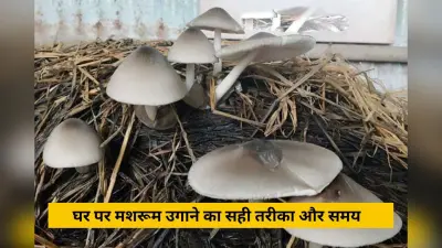 How To Grow Mushroom: घर पर मशरूम उगाने का सही तरीका और समय, केवल 20 दिनों में हो जायेंगे तैयार!