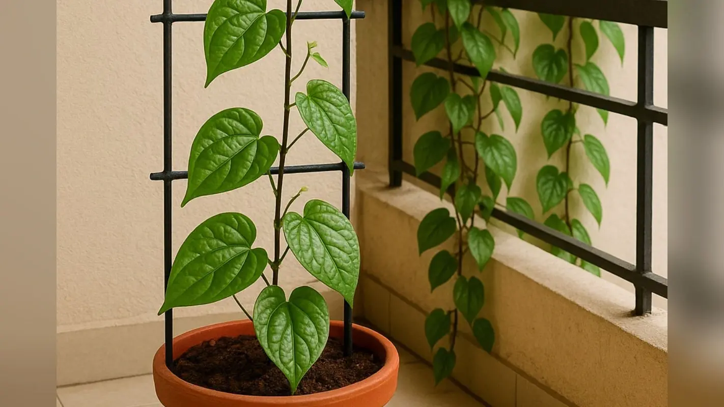 Paan Plant Gardening Tips: अब घर में लगाएं पान का पौधा, इन टिप्स की लें मदद