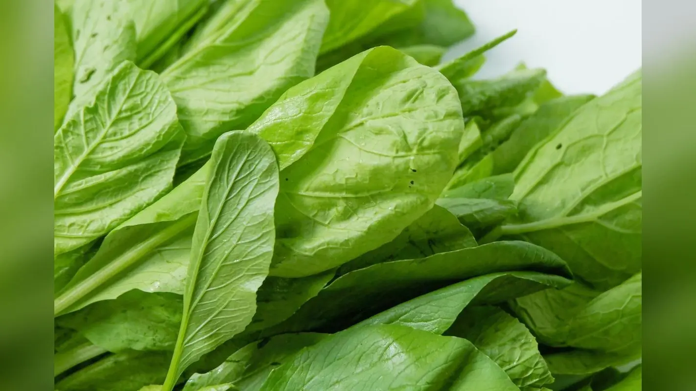Spinach Plant Gardening Tips: बालकनी में उगाएं ताजा पालक, इन टिप्स का करें इस्तेमाल