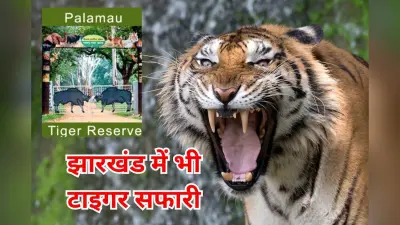 पलामू में शुरू होगी टाइगर सफारी, 250 करोड़ होगा खर्च, युवाओं को मिलेगा रोजगार