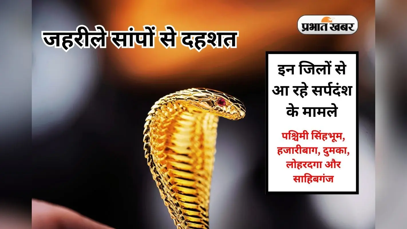 मानसून की बारिश में झारखंड में सर्पदंश के मामले बढ़े, 4 की मौत, विषैले सांपों से कैसे बचें