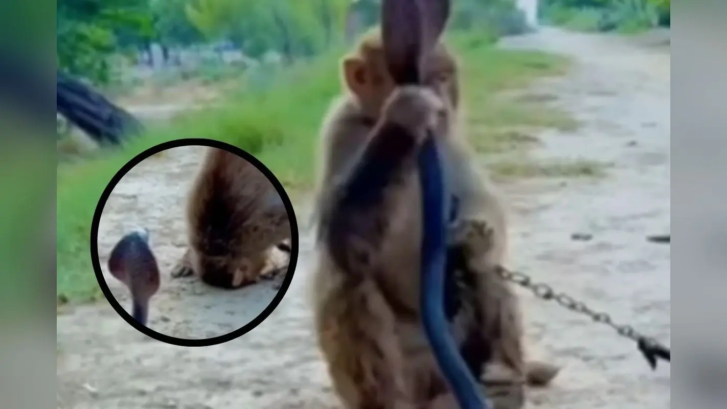 Viral Video: बच्ची ने जैसे खोला दरवाजा बाहर फन फैलाए बैठा था कोबरा, फिर जो हुआ रोंगटे खड़े कर देगा, देखिए वायरल वीडियो