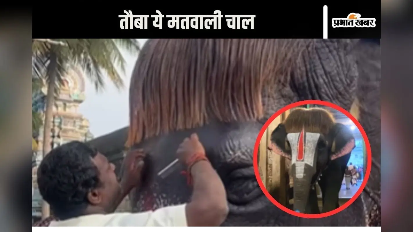 Viral Video : बॉब कट वाले हाथी ने लूटा इंटरनेट, दिल छू लेगी मस्तानी चाल