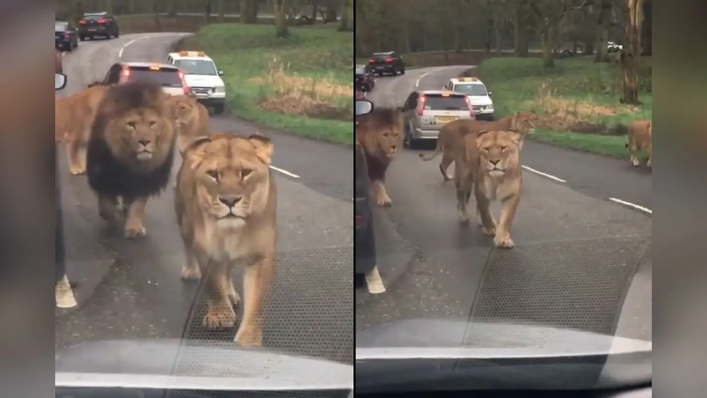 Viral Video: सड़क पर टहलते दिखा शेरों का झुंड, अंत में शेरनी ने किया कुछ ऐसा कि अटक गयी लोगों की सांसे