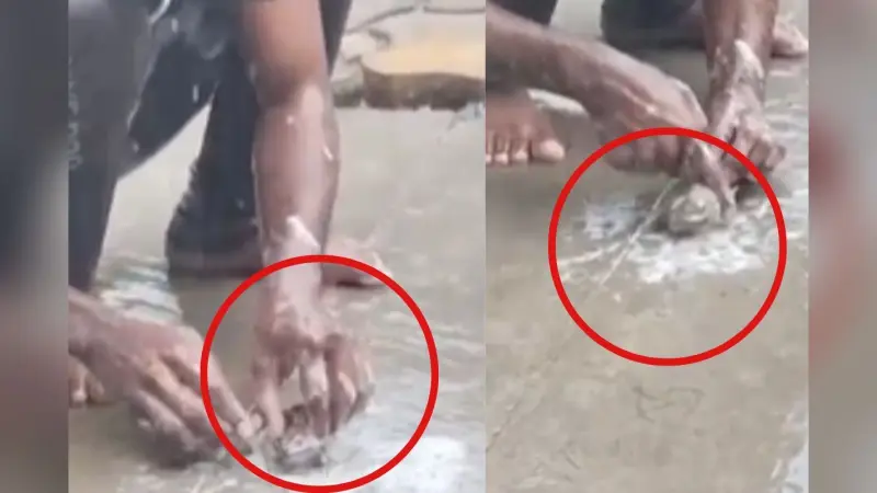 Viral Video: साबुन रगड़-रगड़कर बारिश में नहाते हुए मेंढक का वीडियो वायरल!
