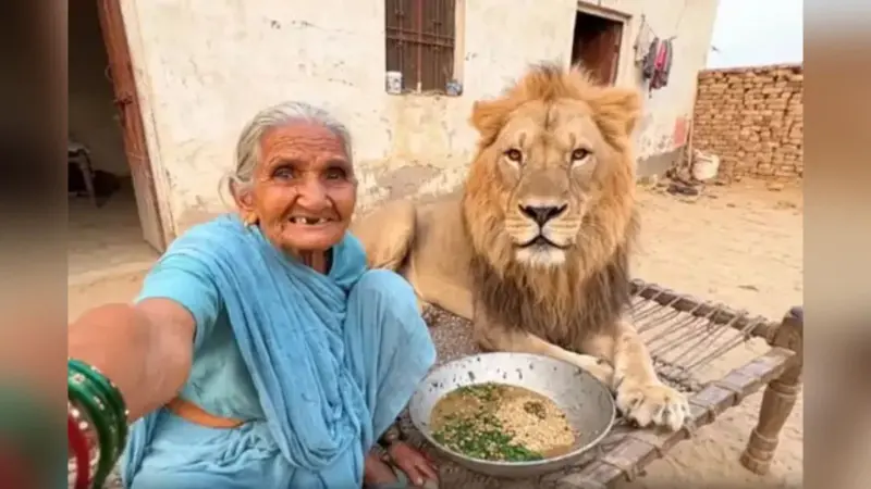 Viral Video: शेर को भैंस समझ बैठी अम्मा, चारा खिलाने के दौरान किया अटैक!