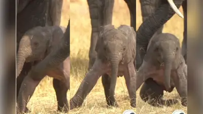 Viral Video: हाथी के बच्चे ने रखा अपना पहला कदम, दिल छू लेने वाला वीडियो हुआ वायरल