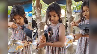 Viral Video: बच्ची बन गई कौवे की मां, अपने हाथों से खिलाया खाना