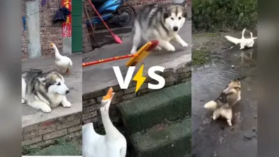 Viral Video: पहले बतखों से परेशान हुआ कुत्ता, फिर पानी में डुबा-डुबाकर पीटा, वायरल हो रहा वीडियो